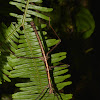 Spiny Stick Insect - Male