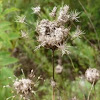 Queen Anne's lace (seed-head)