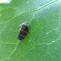 Spittlebug