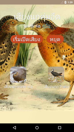 Buttonquail