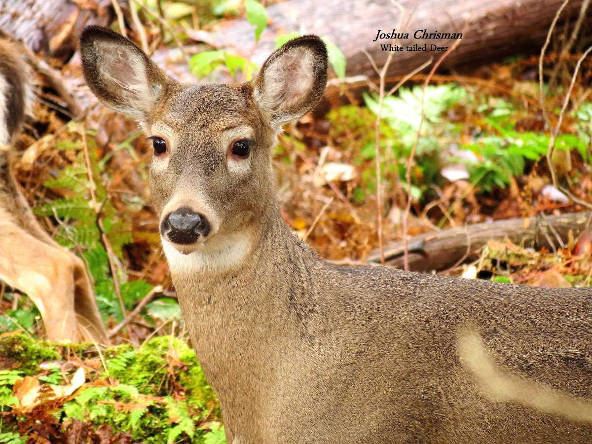 White-tailed Deer (Female, Doe)