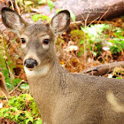 White-tailed Deer (Female, Doe)