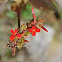 Kalanchoe