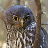 Barking Owl