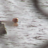 Eurasian Wigeon