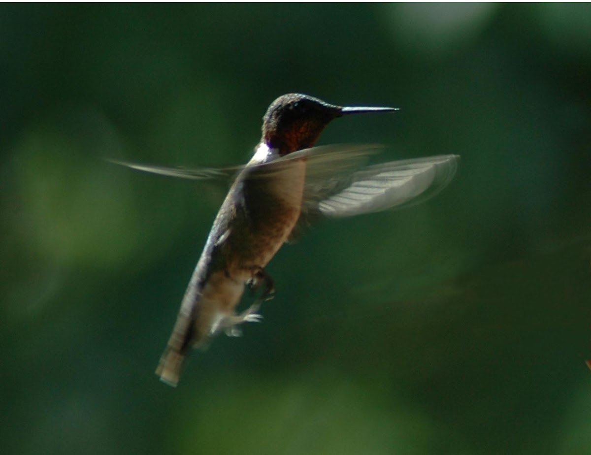 Ruby-throated Hummingbird