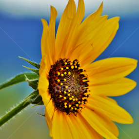 Sunflower by Denise Johnson - Flowers Single Flower
