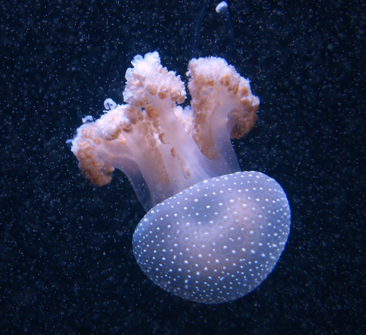 Whitespotted Jellyfish Project Noah