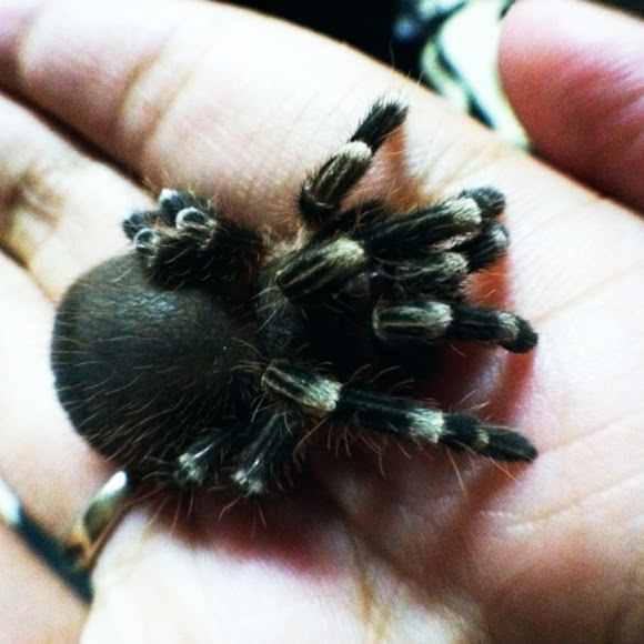 Brazilian Giant White Knee Tarantula | Project Noah