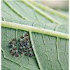 Squash Vine Borer (larva)