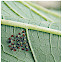 Squash Vine Borer (larva)