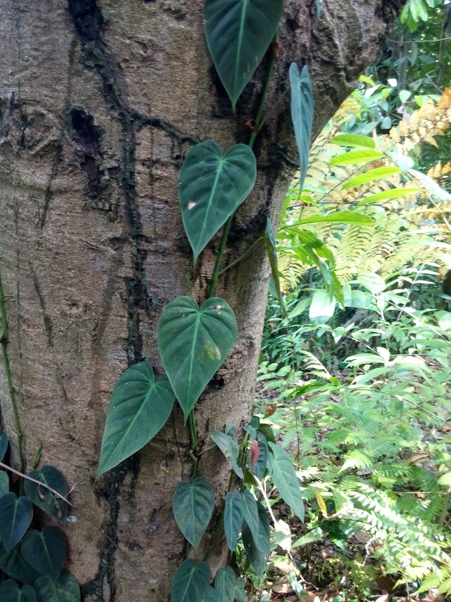 Heart Leaf Ivy