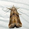 Moonseed moth