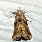 Moonseed moth