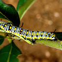 Plain Tiger Caterpillar