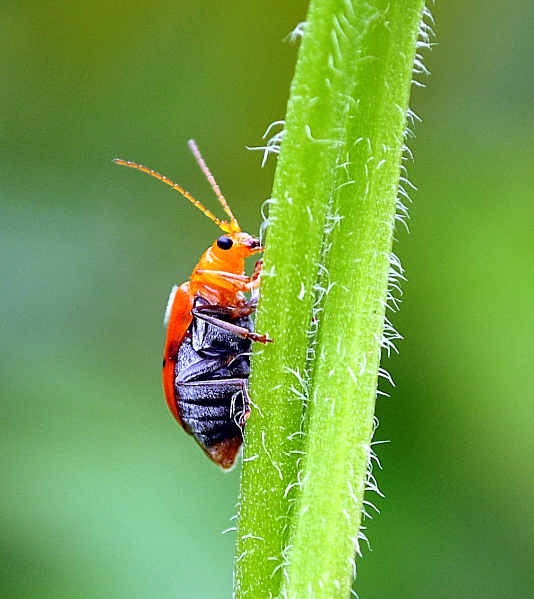Leaf beetle.
