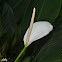 White Anthurium (Flamingo Flower)