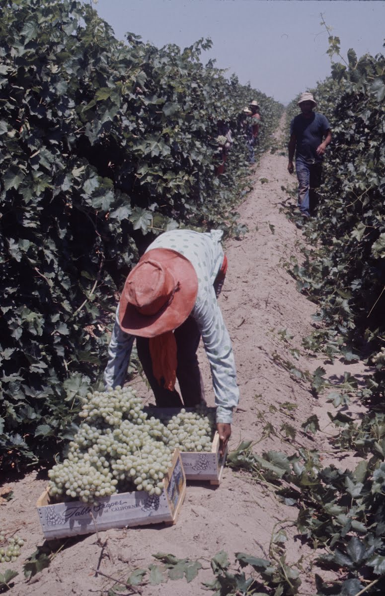 Grape Pickers Strike In Delano, California Arthur Schatz — Google