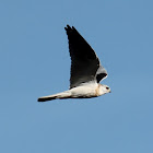 white-tailed kite