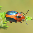 Acacia leaf beetle