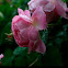 Carefree Beauty Rose