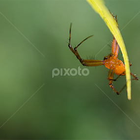 Who M I by હિરેન જોષી - Animals Insects & Spiders