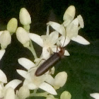 False blister beetle