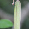 Common Silkpod or Monkey Rope