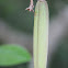 Common Silkpod or Monkey Rope