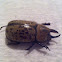 Hercules Beetle