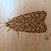 Heliotrope Moth (Salt and Pepper Moth)