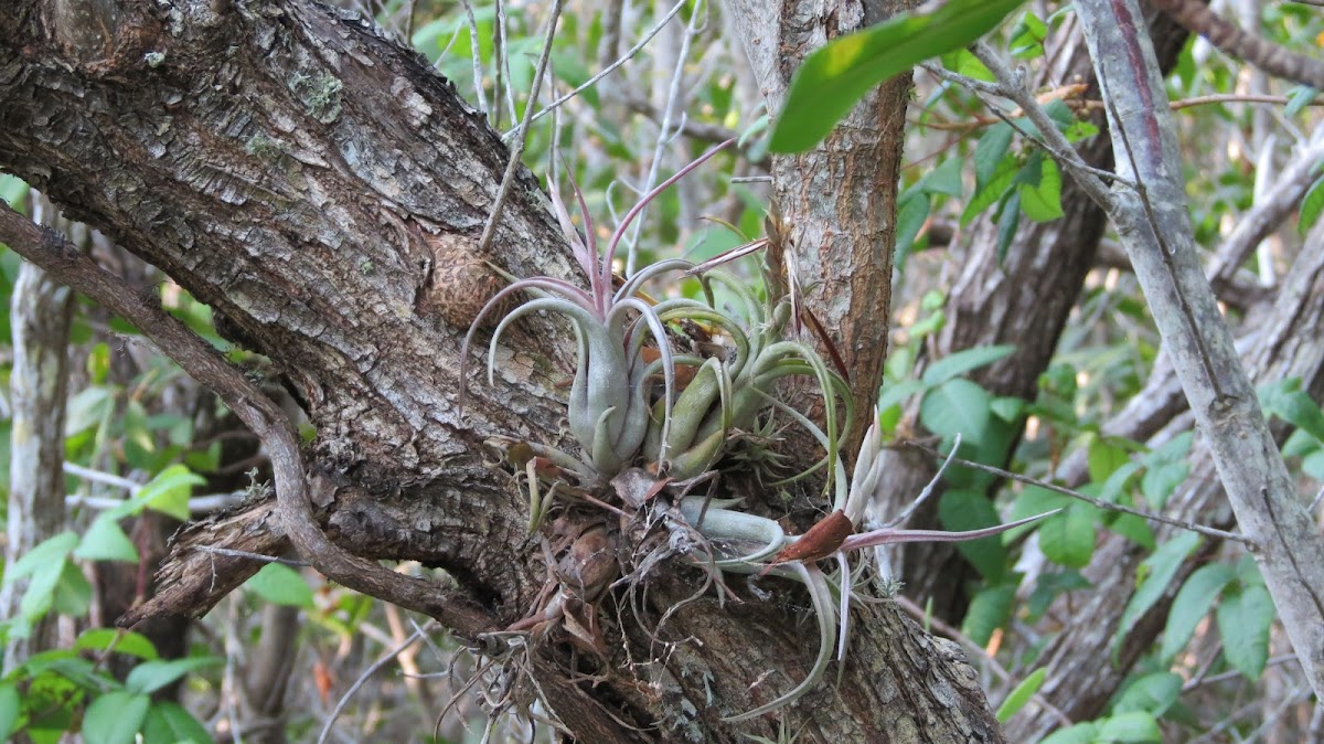 Potbelly Airplant