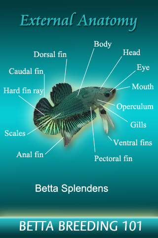 Betta Breeding 101