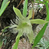 Green orchid flower