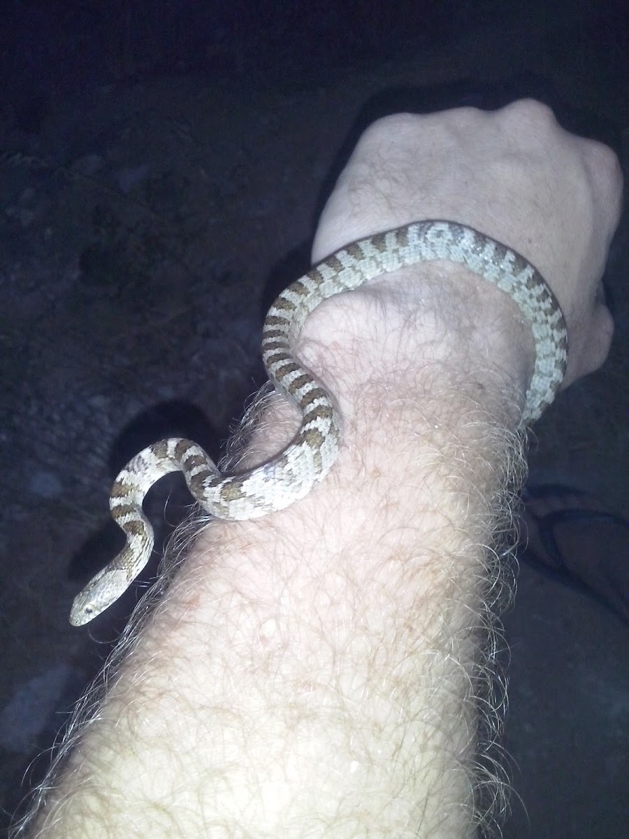 European cat snake , Αγιόφιδο