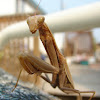 Tan praying mantis