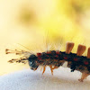 Oruga, Rusty Tussock Moth