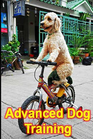 Advanced Dog Training