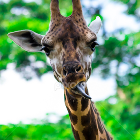 Teasing... by Aditya Bugadi - Animals Other