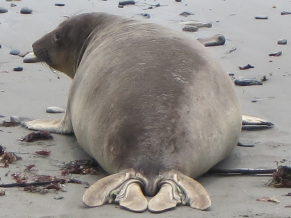 Northern Elephant Seals | Project Noah