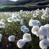 Arctic Cotton Grass