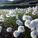 Arctic Cotton Grass