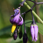 Bitterzoet (Solanum dulcamara) 