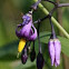Bitterzoet (Solanum dulcamara) 