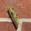 Obscure Bird Grasshopper