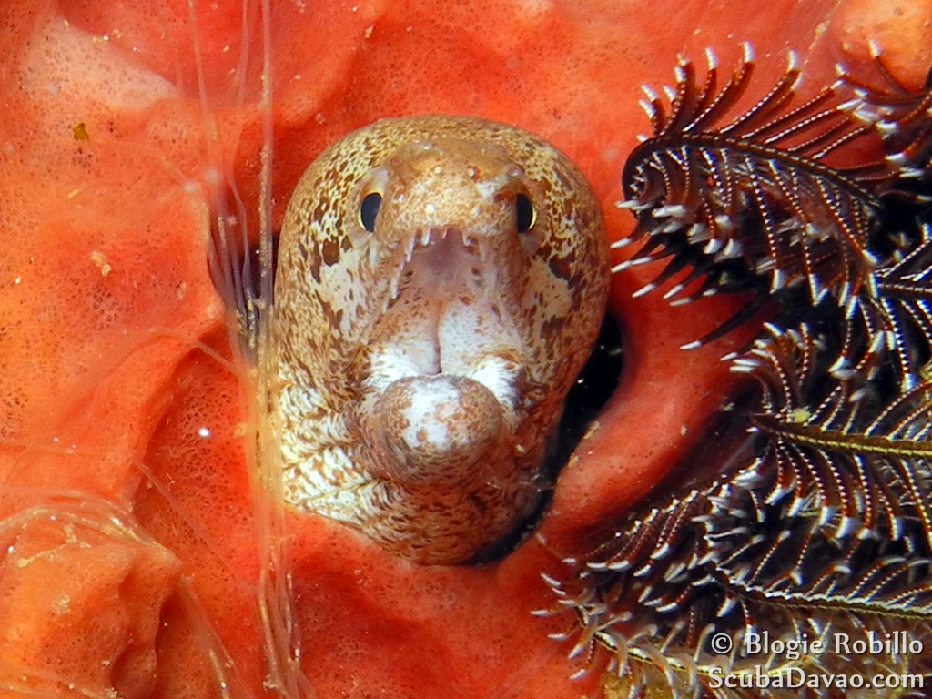 Barred-fin Moray Eel