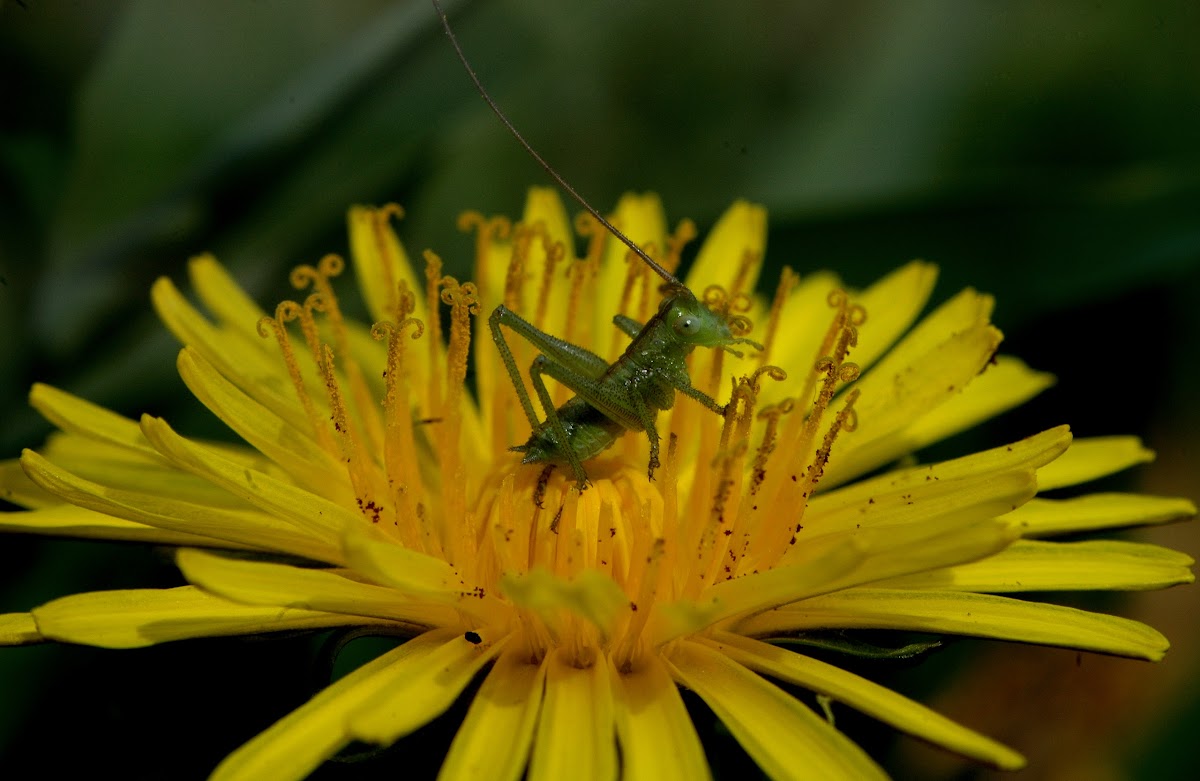 Great Green Bush-Cricket