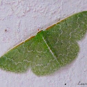 Southern Emerald Moth