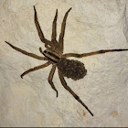 wolf spider