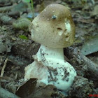 mushroom sp.-? attacked by the "Hypomyces chrysospermus" 